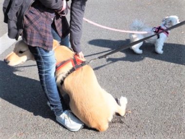 h_13071 ママさんの足の間に隠れるゴールデン