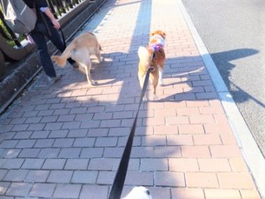 h_13073 ひなと歩くゴールデン