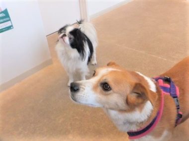 h_13080 上を見る狆とひな