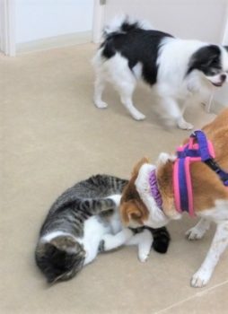 h_13084 猫、ひな、狆