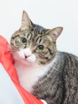 h_13086 猫