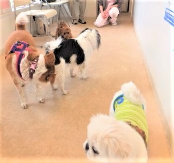 h_14021 4頭の犬