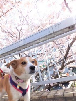 h_14025 桜とひな