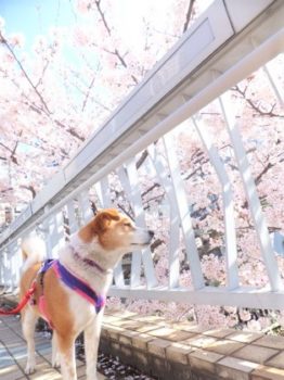 h_14026 桜とひな