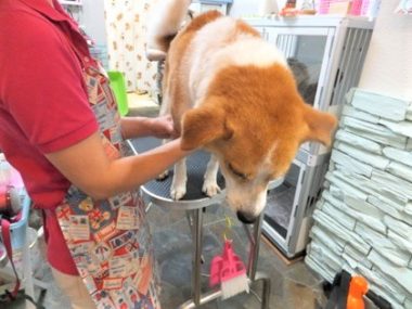 h_14032 トリミング台から下を見るひな