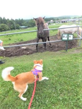 h_14035 馬に脅かされて焦るひな