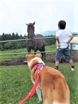h_14036 馬と見つめ合うひな