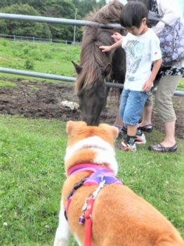 h_14037 馬を警戒中のひな