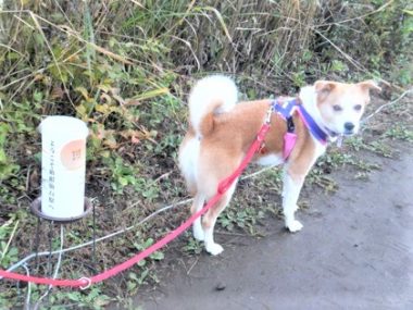 h_14041 散策中のひな