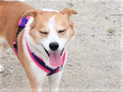 h_14056 目を細め舌を出すひな