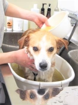 h_15003 お湯を掛けられているひな