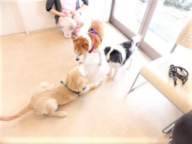 h_15011 ゴールデンをチェック中の成犬2頭