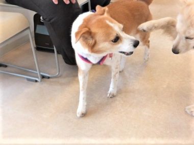 h_15013 ひなを叩こうとするゴールデン