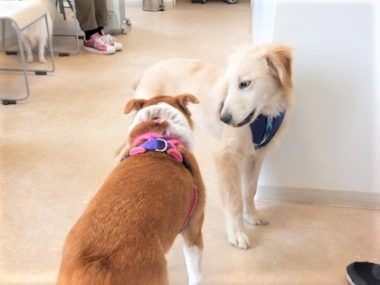 h_15014 ゴールデンをチェックするひな
