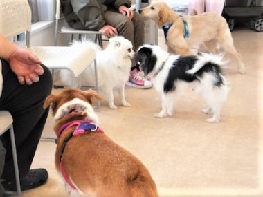 h_15015 犬たちを観察するひな