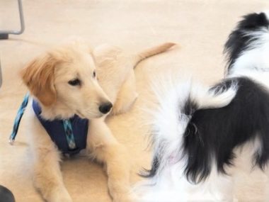 h_15017 狆を見るゴールデン