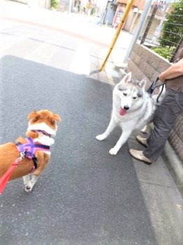 h_15030 ハスキーとひな