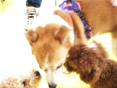 h_15031 パピー2頭に迫られるひな