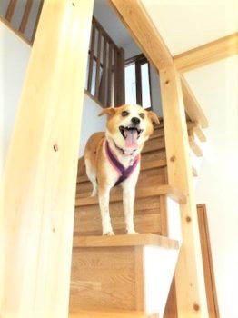 h_15032 階段上から見るひな