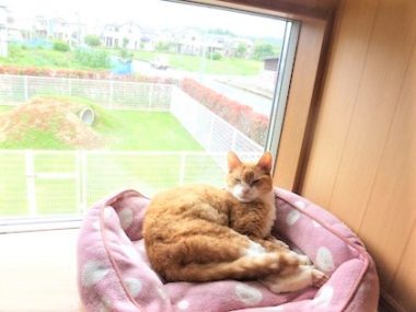 h_15035 ベッドで寝る猫