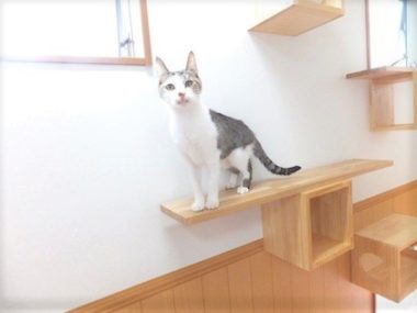 h_15036 キャットウォークの上の猫