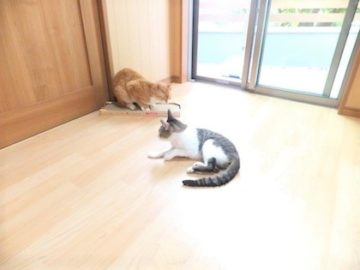 h_15037 猫2匹