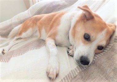 h_15047 寝そべっている