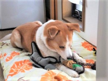 h_16013 タフトイを噛むひな