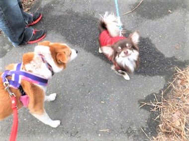 h_16021 チワワを見るひな カメラを見るちわわ