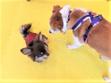 h_16024 チワワとひな