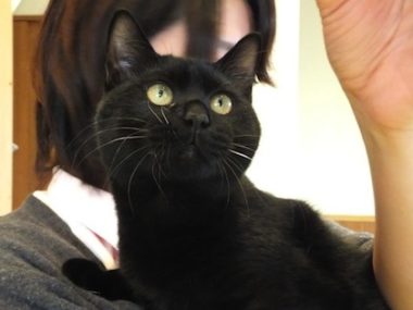 h_16027 黒猫