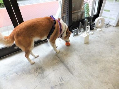h_16043 人参のぬいぐるみを咥えるひな
