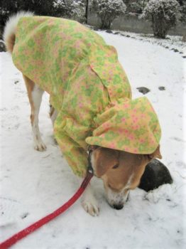 h_8023 雪を確認するひな