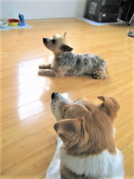 フセして待つヨーキーとひな