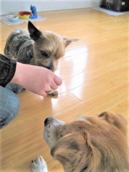 ヨーキーがオヤツをもらうのを待つひな