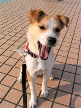 h_8061 あくびをするひな