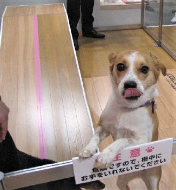 h_8073 フェンスに足を掛けるひな