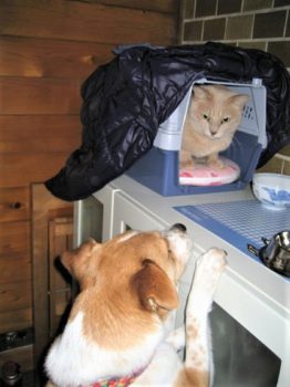 h_9021 台の上の猫を覗き込むひな
