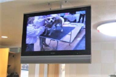 h_9048 モニターに映ったマッサージ中のひな