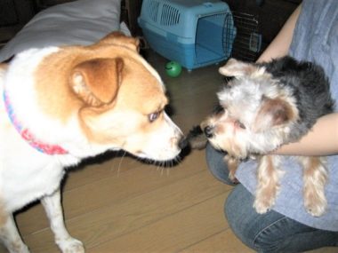 h_9053 挨拶をするひなとヨーキー