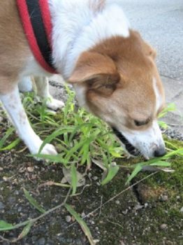 h_9103 草を食べる?ひな