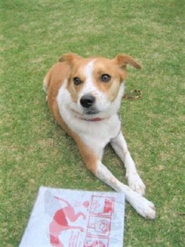 h_9133 poo bag とひな