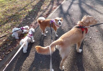 ひなと3頭の犬たち