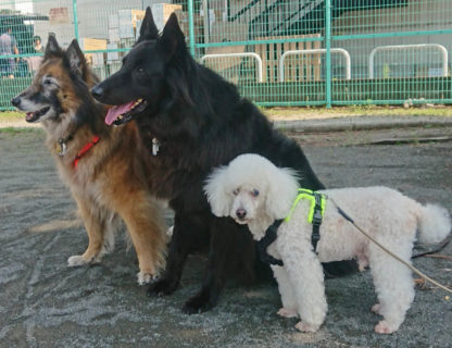 if-4 年長犬3頭