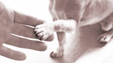 if-7 人の手と犬の手