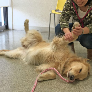 Maple training マッサージ中 ゴールデン