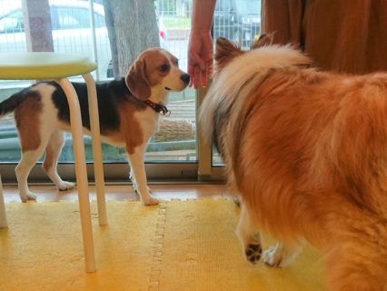 mypace-19-4 飼い主さんの手を嗅ぐビーグルと、見つめるシェルティー