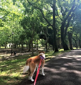 newstyle-20-1 公園を歩くひな