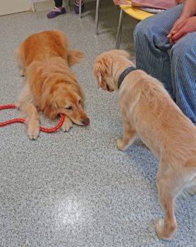 フセの成犬に近づくパピーゴールデン