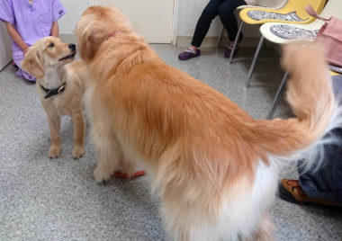 パピーに近づく成犬ゴールデン